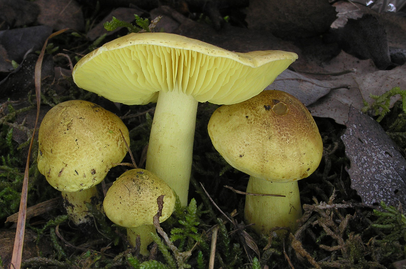 Tricholoma frondosae